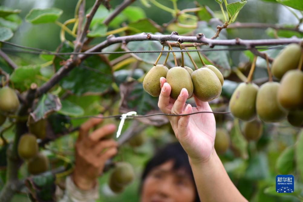 通宝游戏